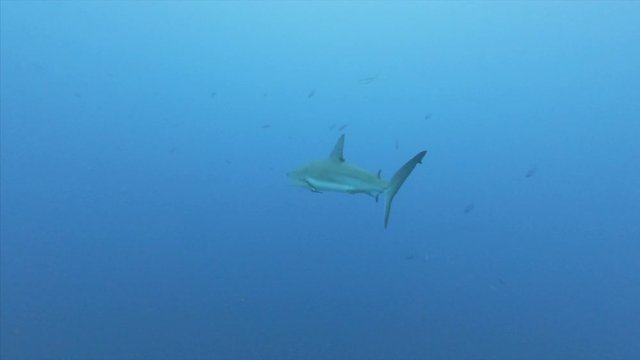 Shark swimming along fish underwater in blue sea during day, sea life moving in marine sinkhole - Great Blue Hole, Belize