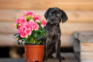 louisiana catahoula puppy sitting outdoors with flowers