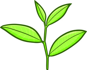 Cute and funny fresh tea leaves ready to be harvested