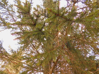 pine tree branches