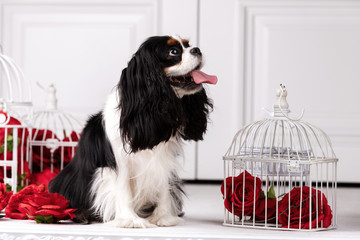 King charles spaniel sits indoor at studio