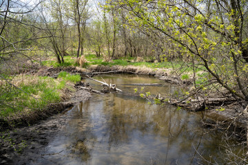 Fototapeta na wymiar Small creek running through Elm Creek Park Reserve in Maple Grove Minnesota during springtime