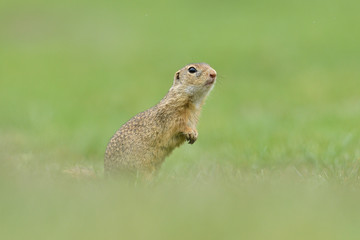 Naklejka na ściany i meble Ground squirrel lurking over the grass in the spring meadow
