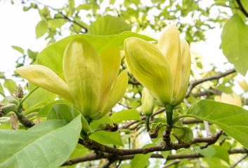 Flowering yellow magnolia on a sunny day