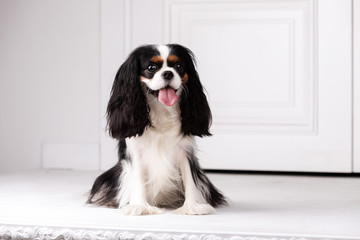 King charles spaniel sits indoor at studio
