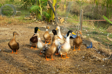 Fototapeta premium Group Nakorn Pathom Egg Duck male has a green head is mallard ducks species native to Thailand on background of husbandry natural animal lifestyle in garden organic farming.