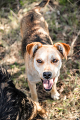 Cute stray dog with brown eyes sticking out his tongue on a sunny day outside