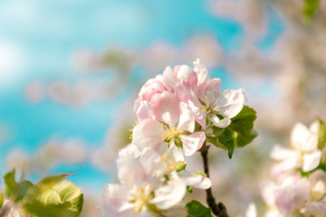Branches of apple blossom on a blue background