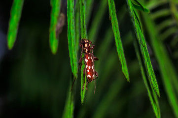 Longhorn beetle on a green leaf