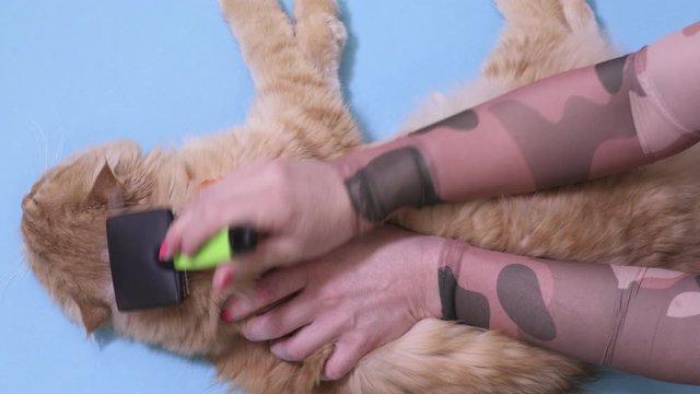 Woman combs a ginger cat on blue

