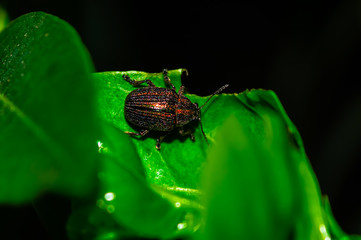 Weevil beetle on a green leaf