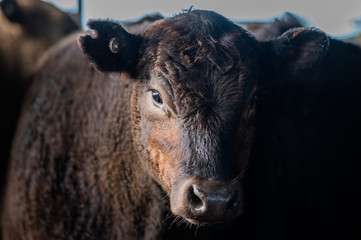 Beef cows and calfs grazing on grass in south west victoria, Australia. eating hay and silage....