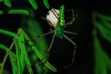 Green spider with egg sac on a green leaf