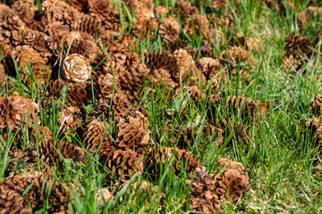 background texture made of cones fir which are laying on a green grass in spring
