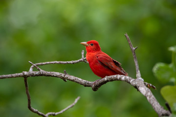 Summer Tanager on a branch