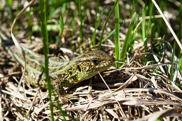 Lizard standing in grass in a sunny day, under a hard sun. Quick lizard, or common lizard (lat.Lacerta agilis)
