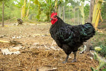 Chicken have red comb. Black australorp rooster on background of husbandry natural animal lifestyle...