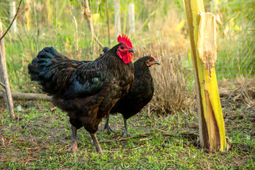 Male and female chickens ( rooster and hen ) black australorp on background of husbandry natural animal lifestyle farming garden organic in the backyard.