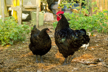 Male and female chickens ( rooster and hen ) black australorp on background of husbandry natural animal lifestyle farming garden organic in the backyard.