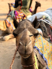 Close-up of a camel face in the desert having a break from a long trip