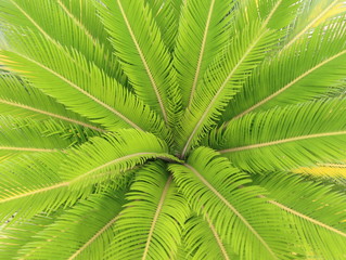 Naklejka na ściany i meble Top view of green leaf palm tree.