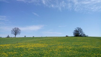 春 草原 ヨーロッパ のどかな風景 一本木