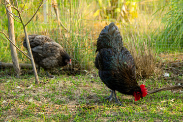 Free-range Male and female chickens ( rooster and hen ) black australorp looking for food and eating in the backyard farming garden organic.