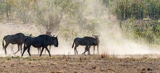 Blue Wildebeest (Connochaetes taurinus) in the Kruger National Park