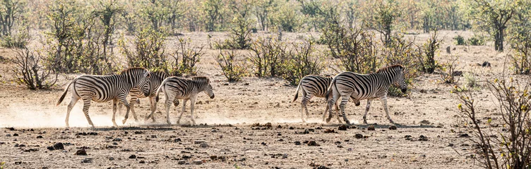 Foto op Aluminium Group of Zebras in the Kruger National Park, South Africa © HandmadePictures