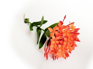 red asoka flowers on white background