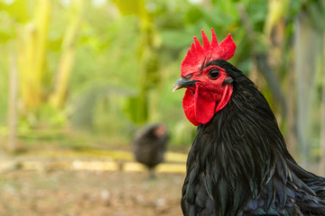 Portrait Chicken have red comb. Black australorp rooster with copy space background.