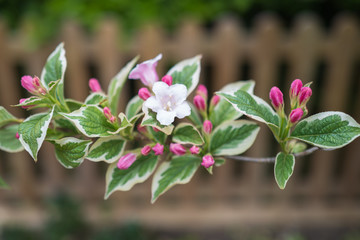 A branch of pink and white blossom with a variegated leaf and a picket fence in soft focus in the background