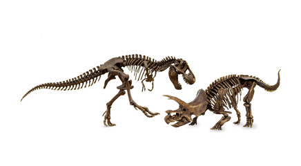 Battle of dinosaurs. Fossil skeleton Cretaceous. Shooting Hunt and Roaring of Tyrannosaurus (T-rex)...