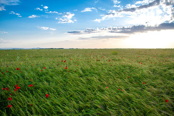 Spain spring fields