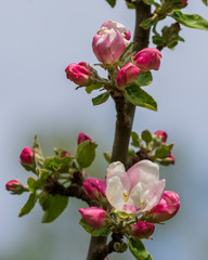 Pink rose apple
