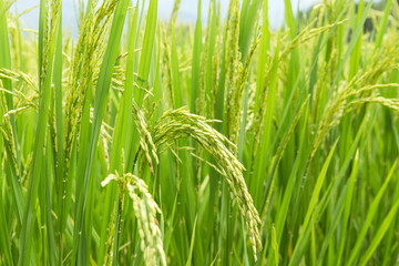 rice field