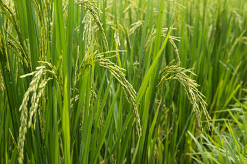 rice field