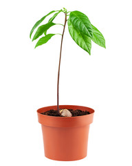 avocado tree in pot, isolated on white background, clipping path, full depth of field