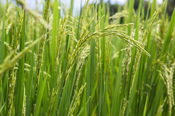 rice field