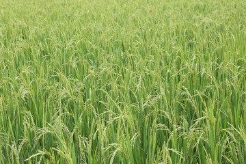 rice field