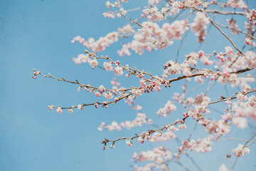 Blossom