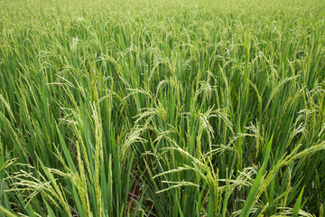 rice field