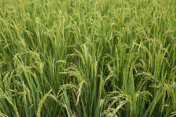 rice field