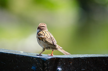 後ろ姿のスズメ