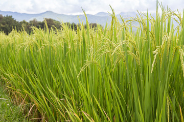 rice field