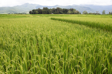 rice field