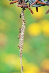 The hornet's nest in Thailand