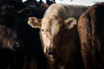 Beef cows and calfs grazing on grass in south west victoria, Australia. eating hay and silage....