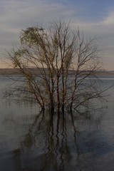 Grass, bushes and tree inside of the lake