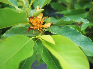 Yellow Champaka tree in Thailand